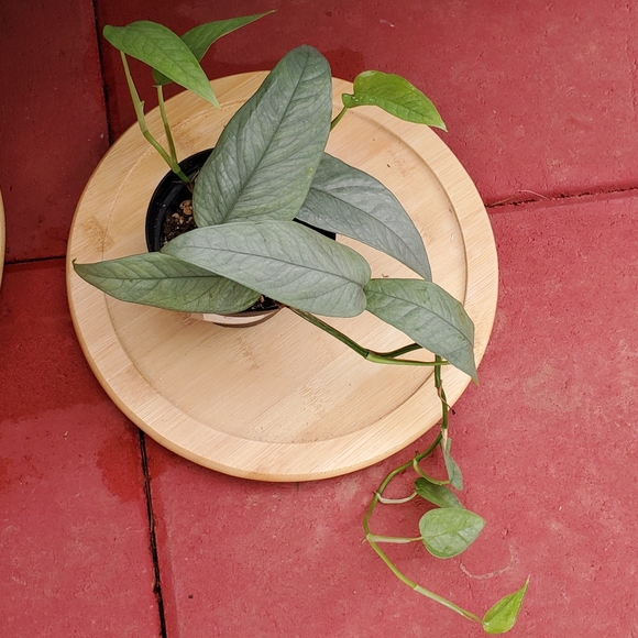 Cebu Blue Pothos 3" pot - Picture 3 of 4